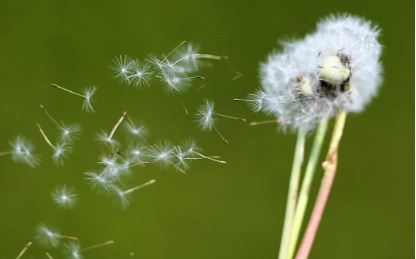 Pollen