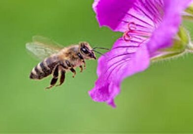 If water stops, bees die: Apiculture experts call on World Bank over IWT crisis