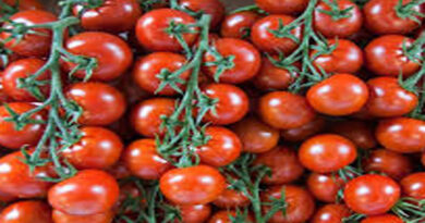 Chinese, Pakistani researchers collaborate to reduce heavy metal pollution in Pakistan’s tomatoes