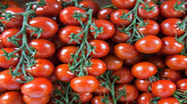 Chinese, Pakistani researchers collaborate to reduce heavy metal pollution in Pakistan’s tomatoes