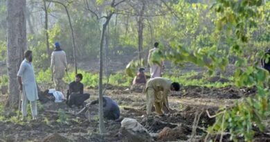 Tree-cutting drive in Islamabad conducted on orders from PM Office, IHC told