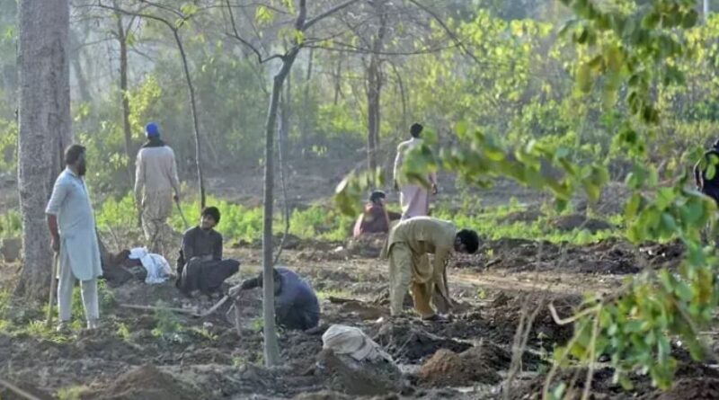 Tree-cutting drive in Islamabad conducted on orders from PM Office, IHC told